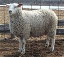 Sheep Trax Lauren 324L 